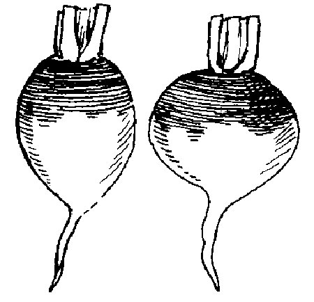 Cartoon image of a black and white turnip.